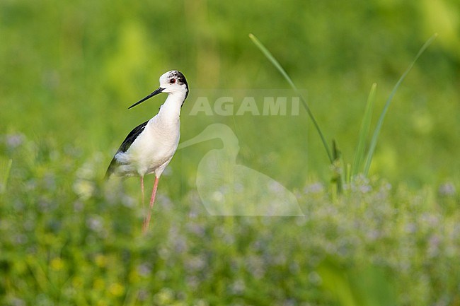 Black-winged Stilt (Himantopus himantopus), adult standing among the grass, Campania, Italy stock-image by Agami/Saverio Gatto,