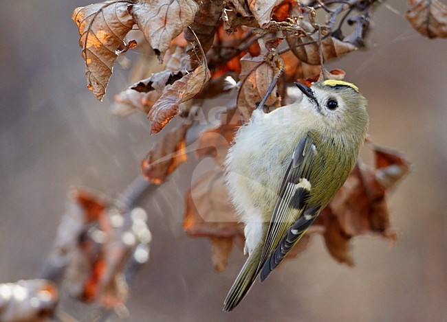 Foeragerende Goudhaan; foraging Goldcrest stock-image by Agami/Markus Varesvuo,