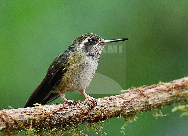 Speckled Hummingbird (Adelomyia melanogenys) in the west Andean slope of Ecuador. stock-image by Agami/Laurens Steijn,