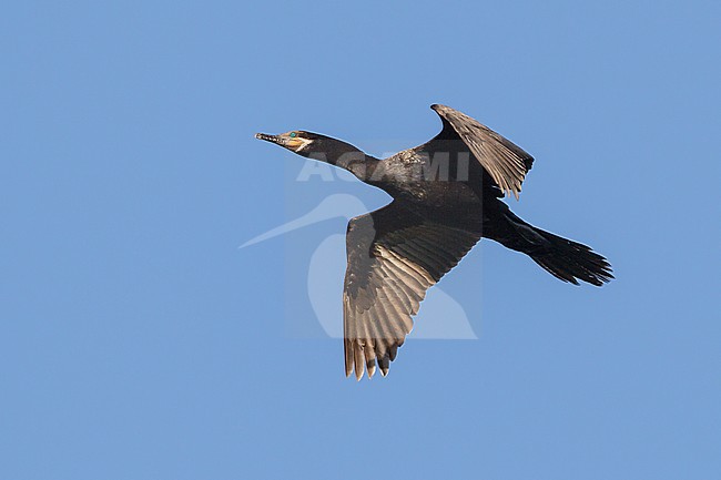 Adult non-breeding
Galveston Co., TX
April 2012 stock-image by Agami/Brian E Small,