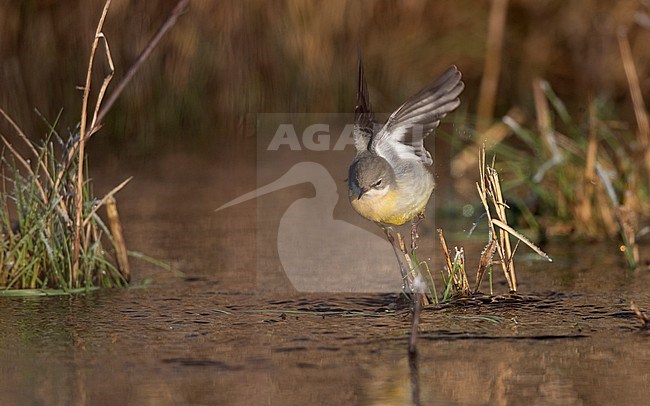 Grey Wagtail (Motacilla cinerea cinerea) a 2cy bird feeding and jumping in a  flooded field in winter setting at Roskilde, Denmark stock-image by Agami/Helge Sorensen,