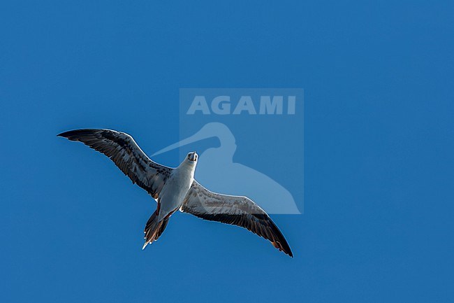 Red-footed booby, Sula sula sula, in the southern atlantic ocean. Subadult seen from below. stock-image by Agami/Marc Guyt,