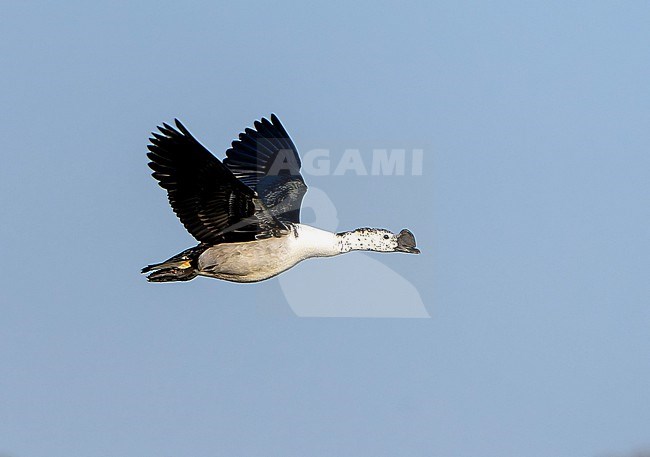 Knob-billed Duck, Sarkidiornis melanotos, in India. stock-image by Agami/Dani Lopez-Velasco,