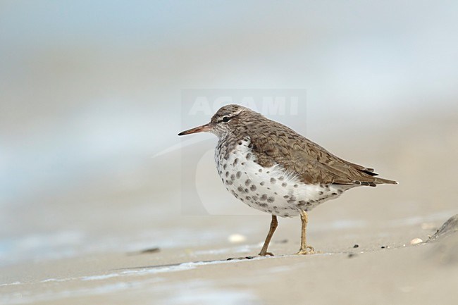 Amerikaanse Oeverloper op het strand, Spotted Sandpiperon the beacht stock-image by Agami/Walter Soestbergen,