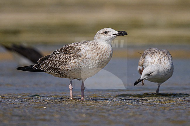 Lesser black-backed gull (Heuglin's), Larus fuscus heuglini, resting on the beach. stock-image by Agami/Sylvain Reyt,