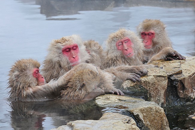  stock-image by Agami/Hans Germeraad,