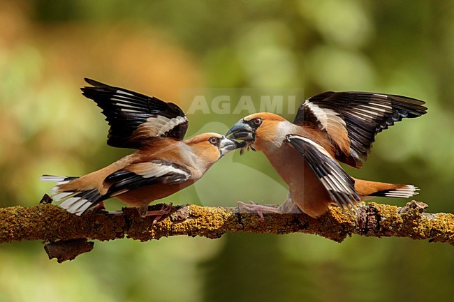 Appelvink pakt tegenstander bij de veren, Hawfinch male fight stock-image by Agami/Walter Soestbergen,