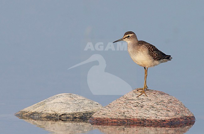Volwassen Bosruiter in water; Adult Wood Sandpiper in water stock-image by Agami/Markus Varesvuo,