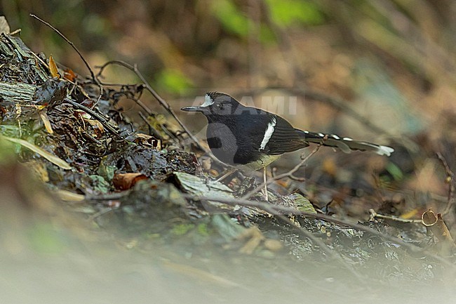 An adult White-crowned Forktail (Enicurus leschenaulti) searching for food on the ground in the forest close to a river. It is the largest species of Fortails.  stock-image by Agami/Mathias Putze,