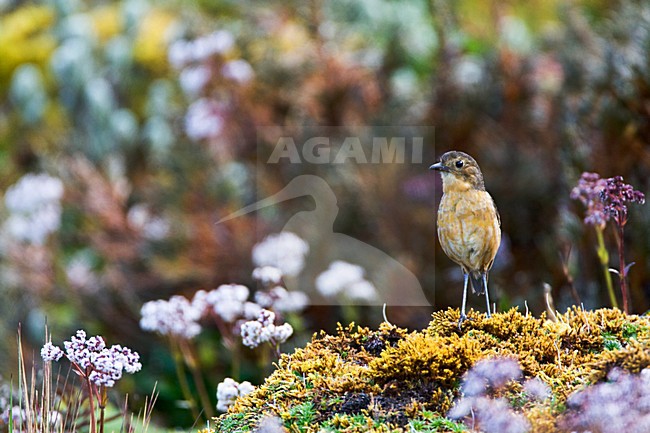 Bergmierpitta in habitat; Tawny Antpitta in habitat stock-image by Agami/Marc Guyt,