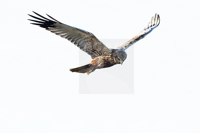 adult male western marsh harrier (Circus aeruginosus) in hunting or search flight showing typical V-shape silhouette, found at Texel in the Netherlands stock-image by Agami/Mathias Putze,