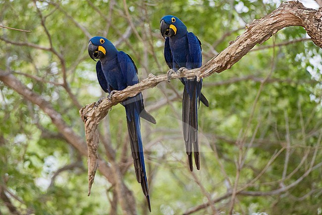 Two Hyacinth macaws, Anodorhynchus hyacinthinus, perching on a branch. Mato Grosso Do Sul State, Brazil. stock-image by Agami/Sergio Pitamitz,