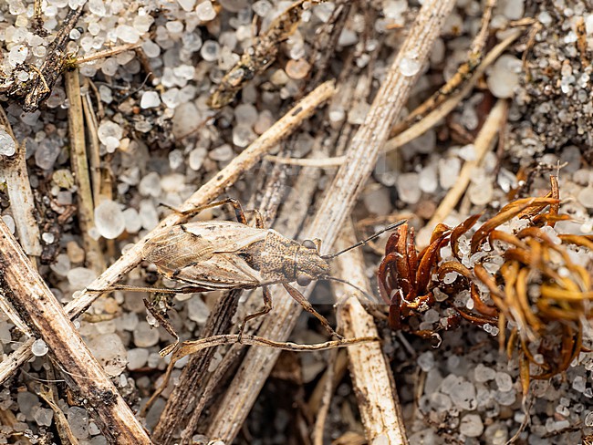 The ground dwelling Nysius thymi stock-image by Agami/Arnold Meijer,