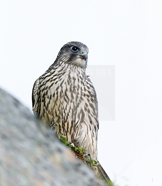 Gyrfalcon (Falco rusticolus) juvenile stock-image by Agami/Dick Forsman,