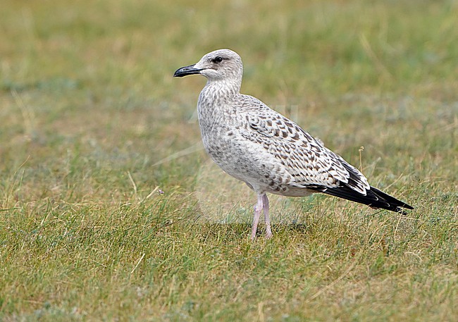 First-winter Mongolian Gull (Larus mongolicus) during autumn migration in Mongolia. Split from Vega Gull. stock-image by Agami/Dani Lopez-Velasco,