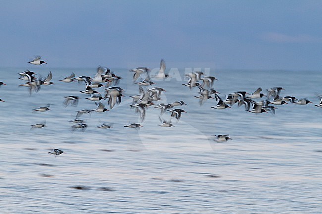 Eurasian Oystercatcher - Austernfischer - Haematopus ostralegus ssp. ostralegus, Germany stock-image by Agami/Ralph Martin,