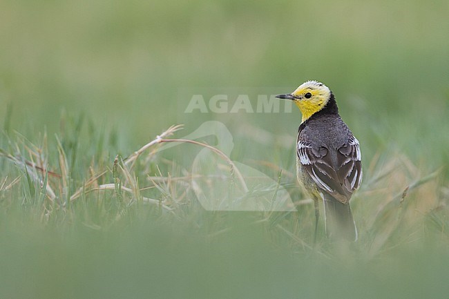 Citrine Wagtail - Zitronenstelze - Motacilla citreola ssp. citreola, Kazakhstan stock-image by Agami/Ralph Martin,