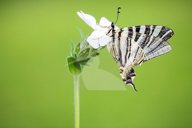 Iberian scarce swallowtail, Iphiclides feisthamelii stock-image by Agami/Wil Leurs,