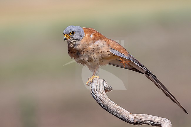 Preening bird with outstretched wing, free on a branche . stock-image by Agami/Onno Wildschut,