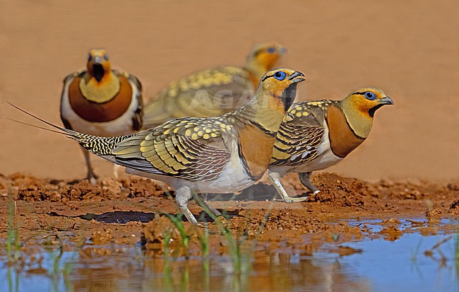  stock-image by Agami/Eduard Sangster,