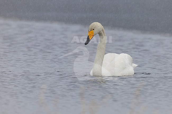 Whooper Swan (Cygnus cygnus), adult swimming in a lake, Finnmark, Norway stock-image by Agami/Saverio Gatto,