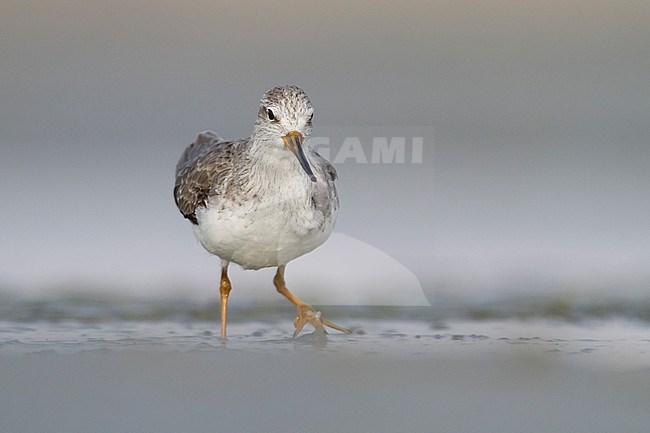 Terek Sandpiper - Terekwasserläufer - Xenus cinereus, Oman, nonbreeding stock-image by Agami/Ralph Martin,