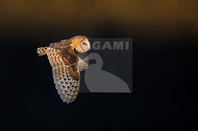 Barn Owl, Tyto alba, in flight in Italy. stock-image by Agami/Daniele Occhiato,