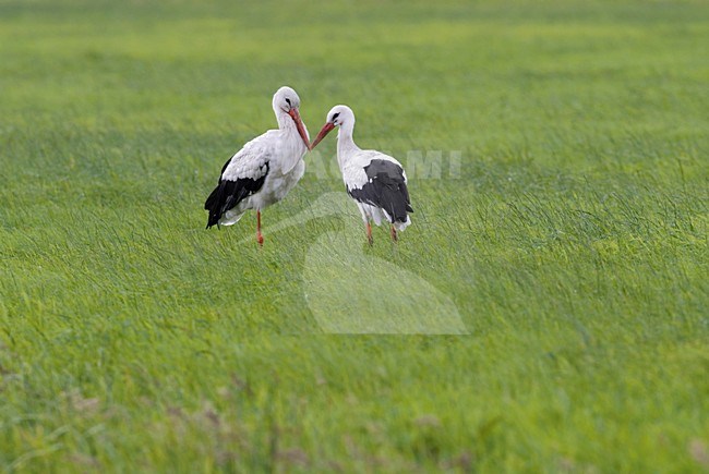 White Stork foraging in meadow; Ooievaar foeragerend in een weiland stock-image by Agami/Hans Gebuis,