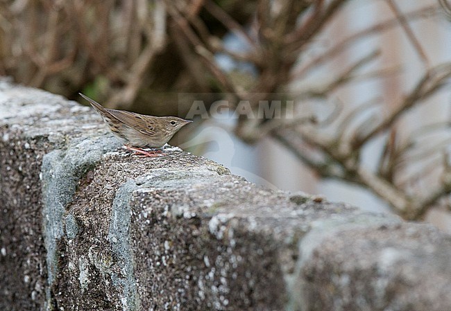 First-winter Common Grasshopper Warbler (Locustella naevia) perched on a fench wall in the Shetland Islands, Scotland, during autumn migration. stock-image by Agami/Hugh Harrop,