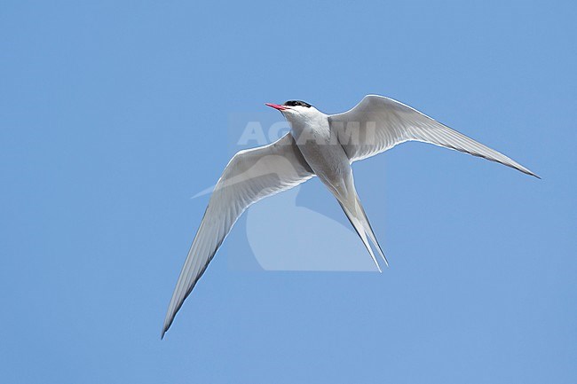 Adult breeding Arctic Tern (Sterna paradisaea) flying over the tundra of Churchill, Manitoba, Canada. With blue sky as a background. Seen from below. stock-image by Agami/Brian E Small,