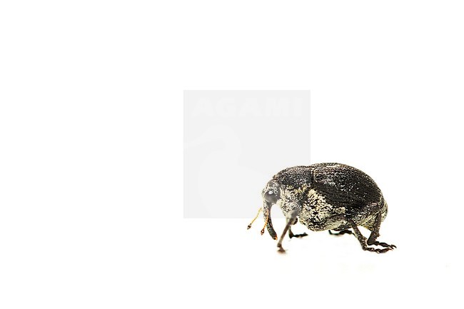 Mononychus punctumalbum stock-image by Agami/Wil Leurs,