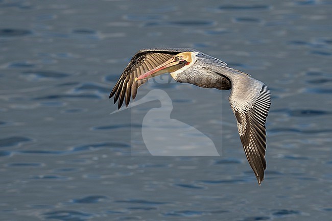 Adult breeding
San Diego Co., CA
January 2020 stock-image by Agami/Brian E Small,