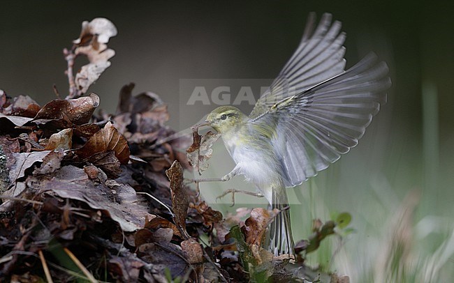 Wood Warbler (Phylloscopus sibilatrix) landing in leaves with wings spread at North Zealand, Denmark stock-image by Agami/Helge Sorensen,