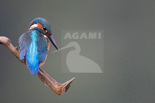 Common Kingfisher, Alcedo atthis, in the Netherlands. stock-image by Agami/Han Bouwmeester,