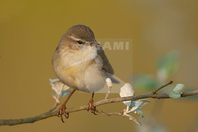 Willow Warbler - Fitis - Phylloscopus trochilus ssp. trochilus, Germany stock-image by Agami/Ralph Martin,