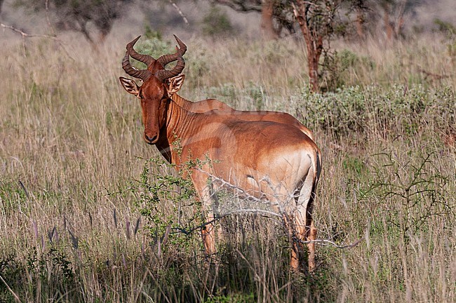 Two Coke's hartebeest, Alcelaphus buselaphus cokii, standing side by side. Lualenyi Game Reserve, Kenya. stock-image by Agami/Sergio Pitamitz,