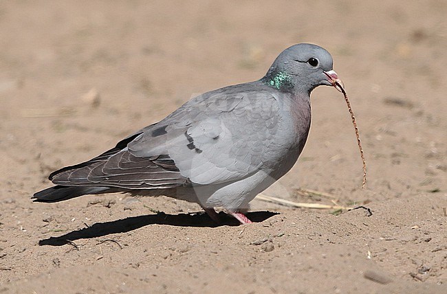 Stock Dove (Columba oenas), adult with nesting material, seen from the side. stock-image by Agami/Fred Visscher,