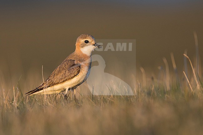 Lesser Sand Plover - Mongolenregenpfeifer - Charadrius mongolus ssp. pamirensis, Kyrgyzstan, adult female stock-image by Agami/Ralph Martin,
