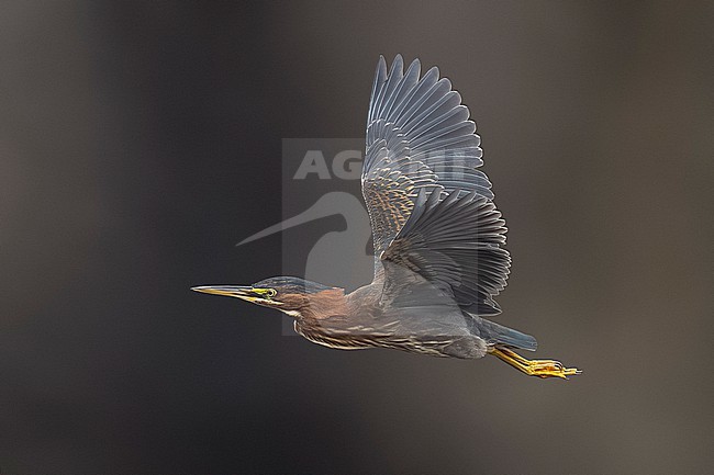 First winter Green Heron (Butorides virescens) sitting int the Doctor's House shore, Corvo, Azores, Portugal. stock-image by Agami/Vincent Legrand,