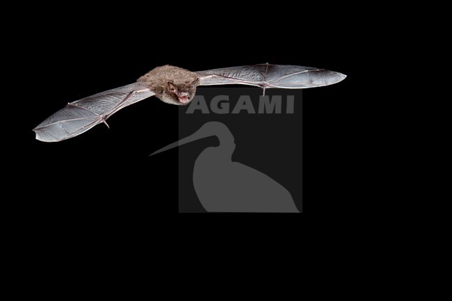 Watervleermuis in de vlucht; Daubenton\'s Bat in flight stock-image by Agami/Theo Douma,