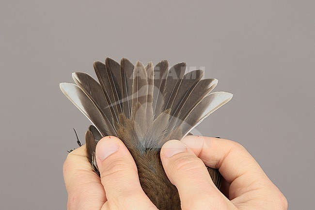First-winter Water Pipit, Anthus spinoletta, caught at the Ottenby Bird Observatory ringing station situated at the southern point of the Baltic island Öland in south-east Sweden. stock-image by Agami/Magnus Hellström,