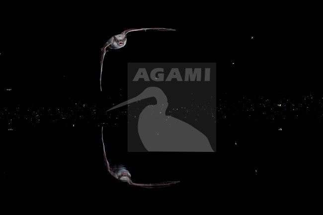 Meervleermuis, Pond bat, Myotis dasycneme stock-image by Agami/Theo Douma,