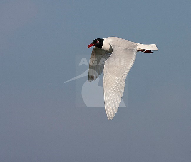 Adult Mediterranean Gull (Ichthyaetus melanocephalus) in breeding plumage in flight in the Netherlands. stock-image by Agami/Marc Guyt,