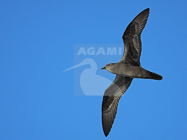Henderson petrel (Pterodroma atrata) in flight (eastern Polynesia) stock-image by Agami/James Eaton,