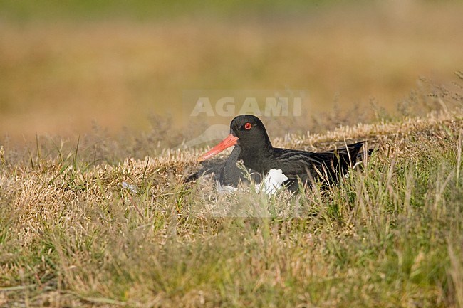 Eurasian Oystercatcher on its nest; Scholekster op zijn nest stock-image by Agami/Marc Guyt,