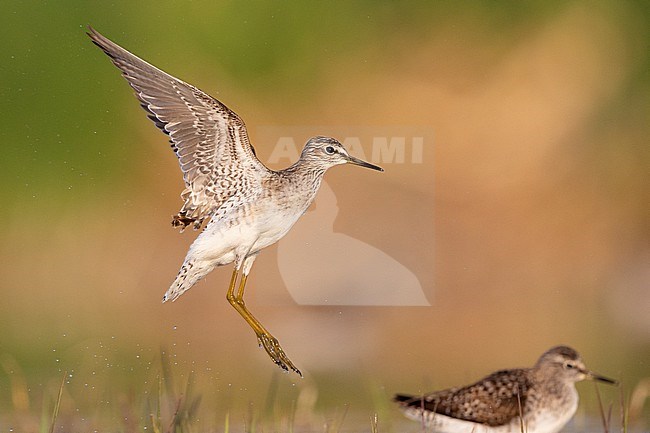 Wood Sandpiper (Tringa glareola), side view of an adult in flight, Campania, Italy stock-image by Agami/Saverio Gatto,