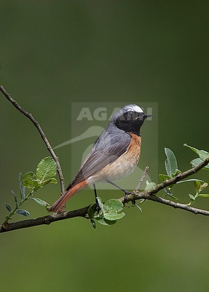 Common Redstart (Phoenicurus phoenicurus) male perched stock-image by Agami/Andy & Gill Swash ,