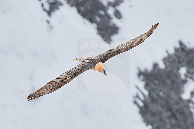 Bearded Vulture (Gypaetus barbatus), aka Lammergeier, adult flying against a snowy cliff in Switzerland stock-image by Agami/Tomas Grim,