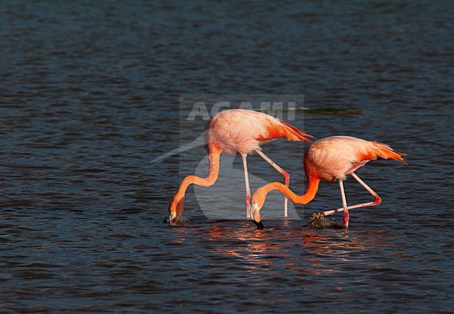 Foeragerende Rode Flamingo, American Flamingo foraging stock-image by Agami/Roy de Haas,