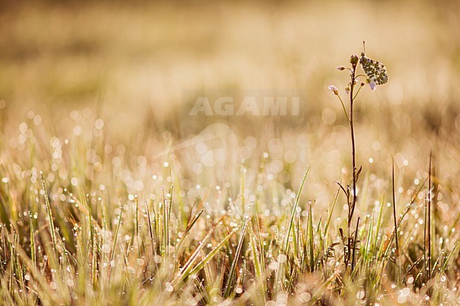 Vrouwtje Oranjetipje bedekt met waterdruppeltjes, Female Orange-tip covered with water drops stock-image by Agami/Bas Mandos,